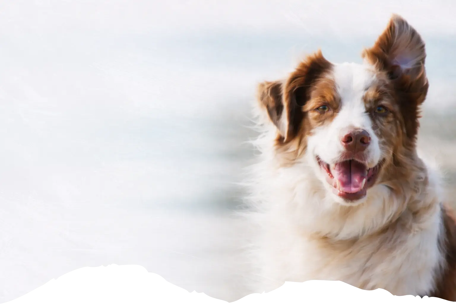Köpek maması banner